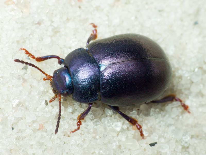 Chrysolina sturmi (Westhoff, 1882)